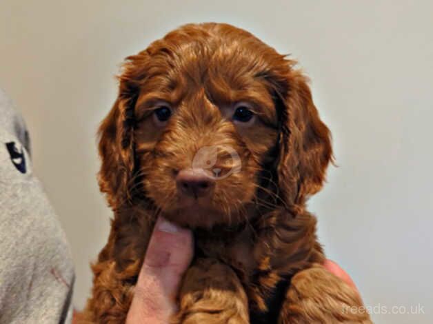 F1 deep red cockapoos - Image 5 of 5