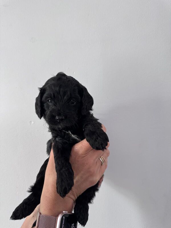 F1 first generation Cockapoo puppies for sale in Waltham Abbey, Essex