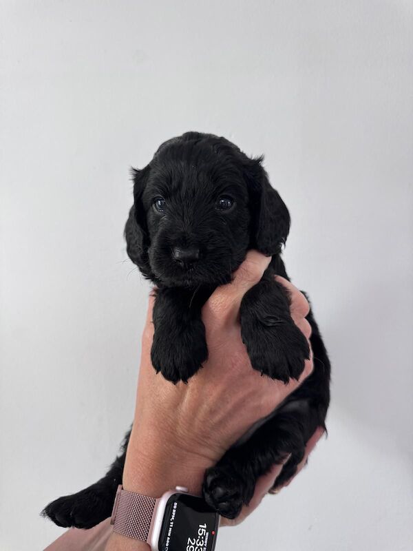 F1 first generation Cockapoo puppies for sale in Waltham Abbey, Essex | Image 3