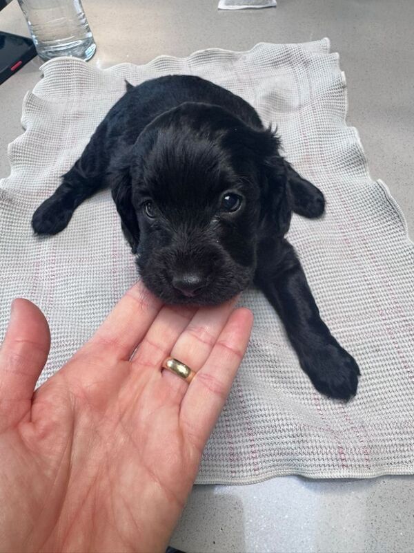 F1 first generation Cockapoo puppies for sale in Waltham Abbey, Essex - Image 4