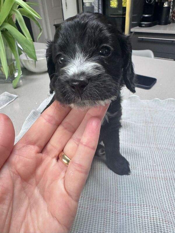 F1 first generation Cockapoo puppies for sale in Waltham Abbey, Essex - Image 5