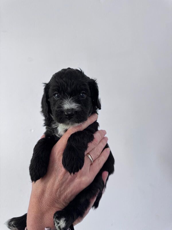 Cockapoo puppies for sale in Waltham Abbey, Essex – 4 years old - Image 6 of 13