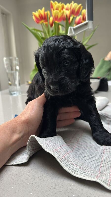 F1 first generation Cockapoo puppies for sale in Waltham Abbey, Essex - Image 7