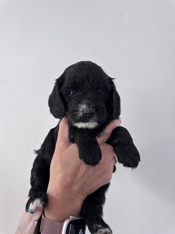 F1 first generation Cockapoo puppies for sale in Waltham Abbey, Essex - Image 8