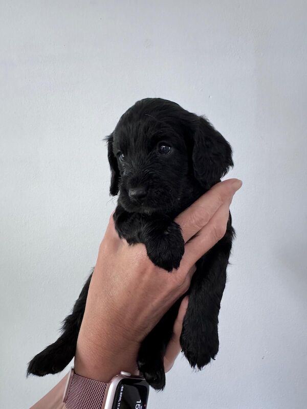 Cockapoo puppies for sale in Waltham Abbey, Essex – 4 years old - Image 9 of 13