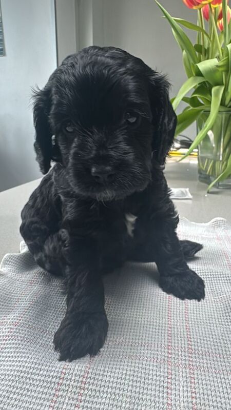 F1 first generation Cockapoo puppies for sale in Waltham Abbey, Essex - Image 10