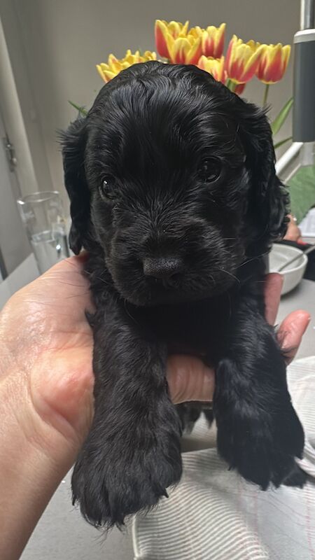 Cockapoo puppies for sale in Waltham Abbey, Essex – 4 years old - Image 11 of 13