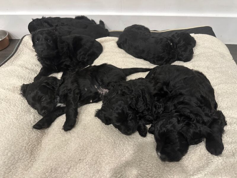 Cockapoo puppies for sale in Waltham Abbey, Essex – 4 years old - Image 12 of 13