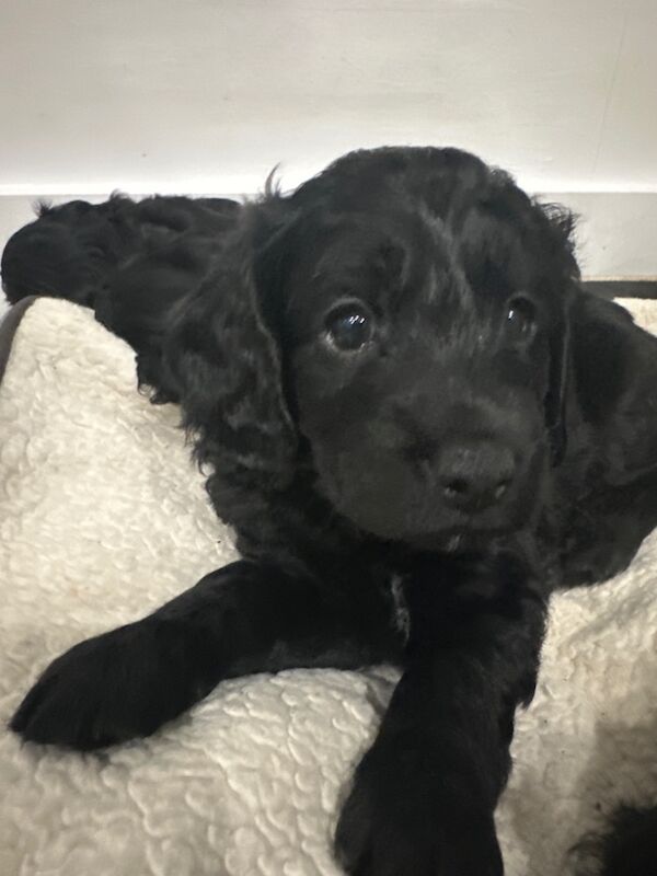 Cockapoo puppies for sale in Waltham Abbey, Essex – 4 years old - Image 13 of 13