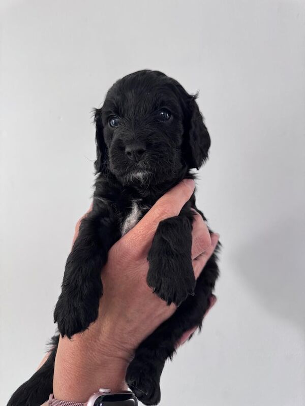 F1 first generation Cockapoo puppies for sale in Waltham Abbey, Essex