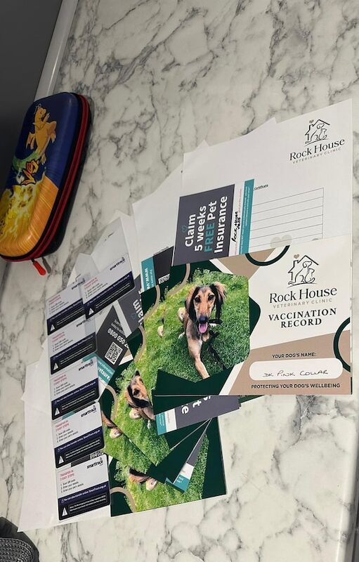 F1 fox red cockapoo - Image 2 of 3