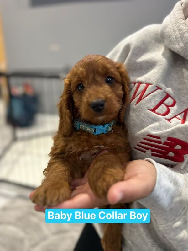 F1 fox red cockapoo - Image 3 of 3