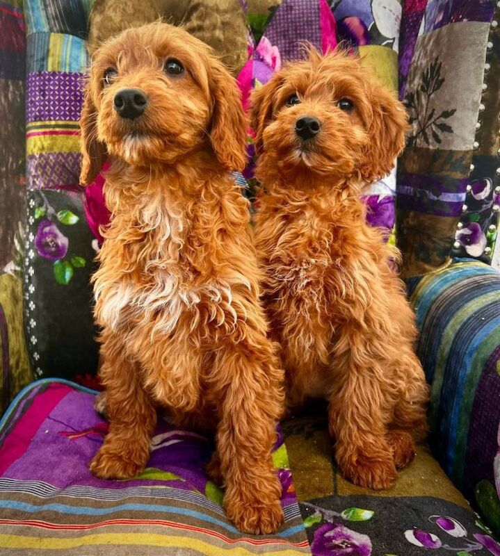 Miniature Cockapoo Puppies For Sale | Cockapoo Owners