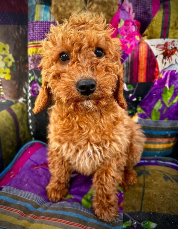 Cockapoo puppies for sale in Lisnaskea, County Fermanagh – 3 months old - Image 3 of 4