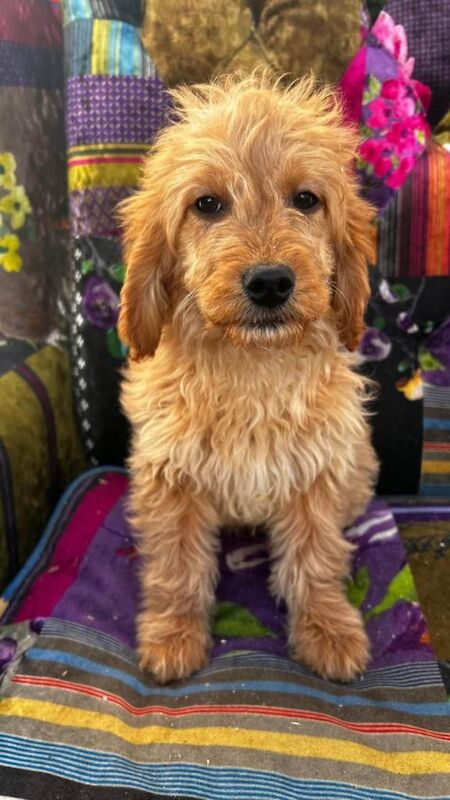 Cockapoo puppies for sale in Lisnaskea, County Fermanagh – 3 months old - Image 4 of 4
