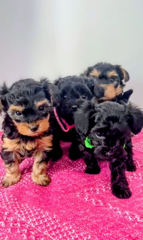 Cockapoo puppies for sale in Iver, Buckinghamshire β 7 weeks old