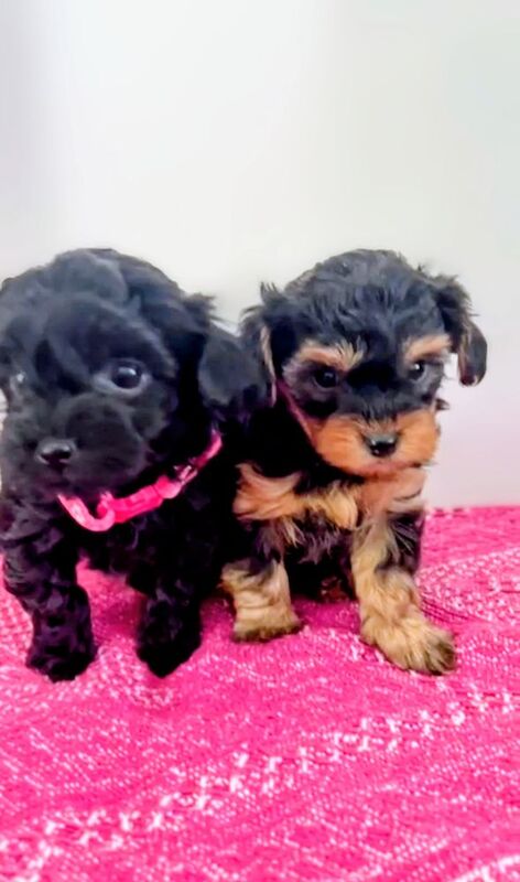 Cockapoo puppies for sale in Iver, Buckinghamshire – 7 weeks old - Image 5 of 15