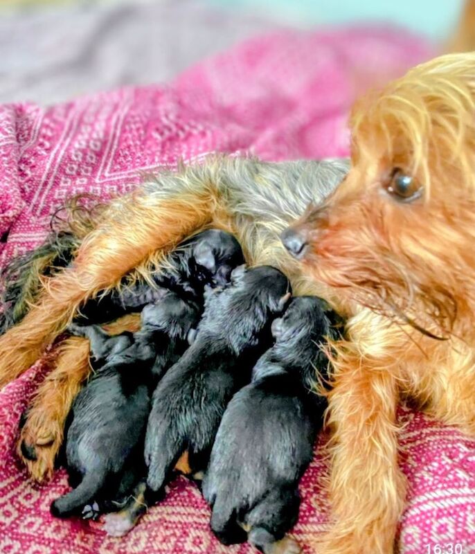 Cockapoo puppies for sale in Iver, Buckinghamshire – 7 weeks old - Image 7 of 15