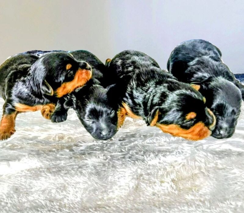 Cockapoo puppies for sale in Iver, Buckinghamshire – 7 weeks old - Image 8 of 15