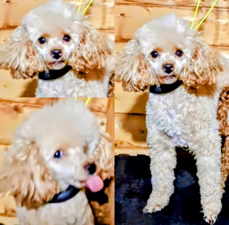 Cockapoo puppies for sale in Iver, Buckinghamshire – 7 weeks old - Image 9 of 15