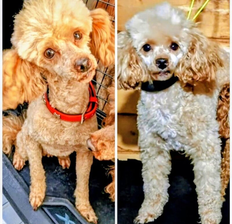Cockapoo puppies for sale in Iver, Buckinghamshire – 7 weeks old - Image 10 of 15