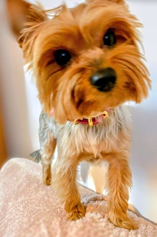 Cockapoo puppies for sale in Iver, Buckinghamshire – 7 weeks old - Image 11 of 15