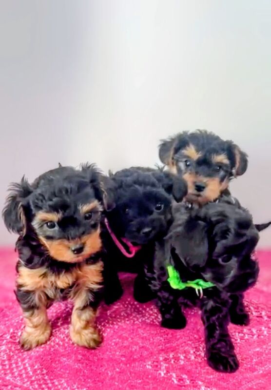 Cockapoo puppies for sale in Iver, Buckinghamshire – 7 weeks old - Image 13 of 15