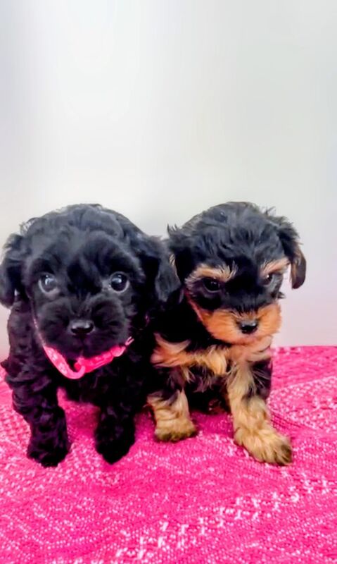 Cockapoo puppies for sale in Iver, Buckinghamshire – 7 weeks old - Image 14 of 15