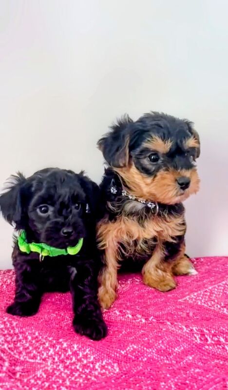 Cockapoo puppies for sale in Iver, Buckinghamshire – 7 weeks old - Image 15 of 15