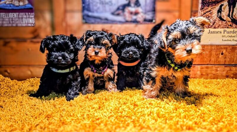 Cockapoo puppies for sale in Iver, Buckinghamshire – 8 weeks old