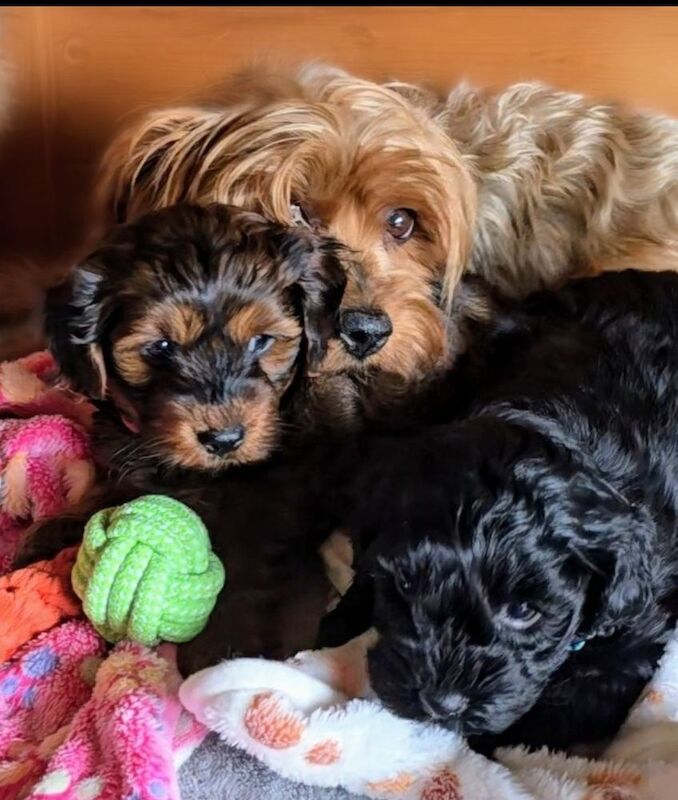 GENUINE F1 YORKIEPOO PUPPIES AVAILABLE for sale in Iver, Buckinghamshire | Image 3