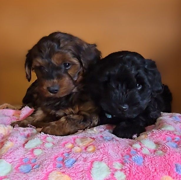 GENUINE F1 YORKIEPOO PUPPIES AVAILABLE for sale in Iver, Buckinghamshire | Image 4