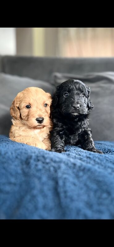 Cockapoo puppies for sale in Auchterarder, Perth and Kinross – 4 weeks old