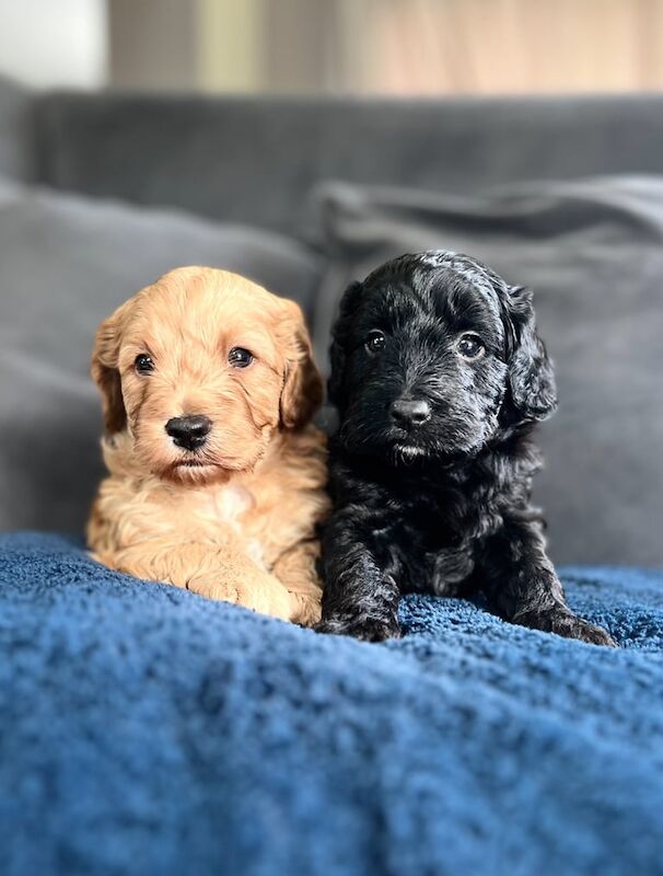 Cockapoo puppies for sale in Auchterarder, Perth and Kinross – 4 weeks old - Image 2 of 3