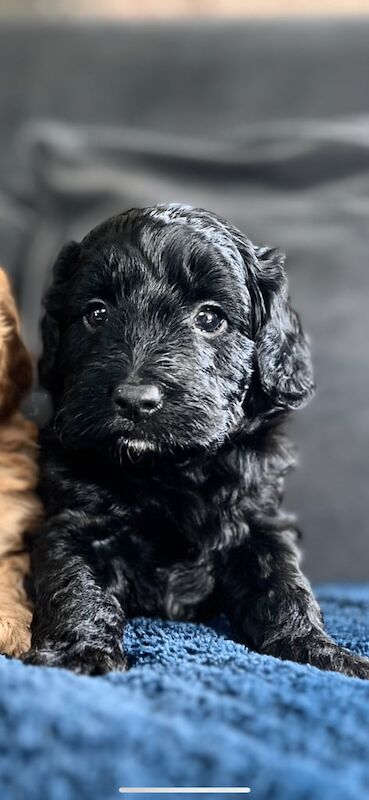 Cockapoo puppies for sale in Auchterarder, Perth and Kinross – 4 weeks old - Image 3 of 3
