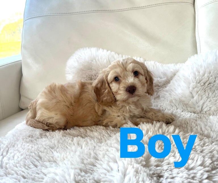 Cockapoo puppies for sale in Leyland, Lancashire – KC registered, 11 months old - Image 2 of 3