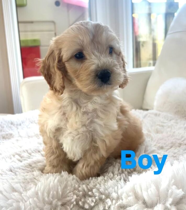 Cockapoo puppies for sale in Leyland, Lancashire – KC registered, 11 months old - Image 3 of 3