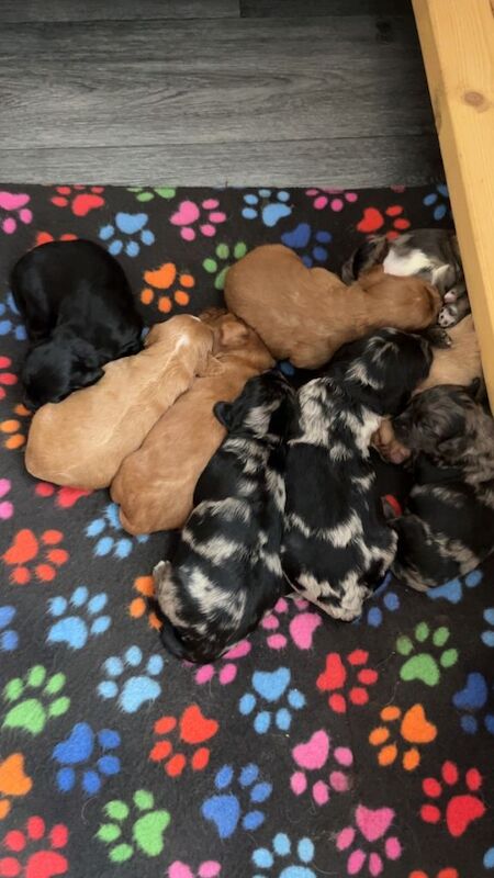 F1 Health tested cockapoos ⭐️