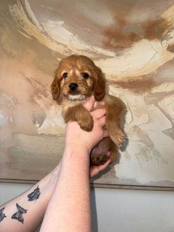 F1 Health tested cockapoos ⭐️ - Image 2 of 5