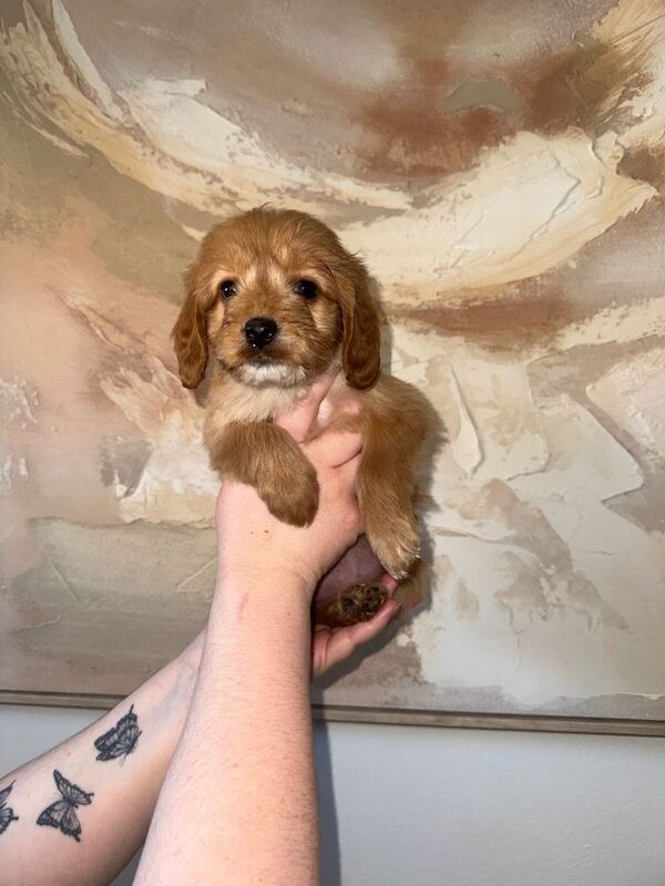 F1 Health tested cockapoos ⭐️ - Image 3 of 5