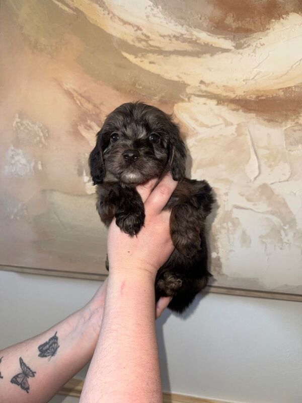 F1 Health tested cockapoos ⭐️ - Image 4 of 5