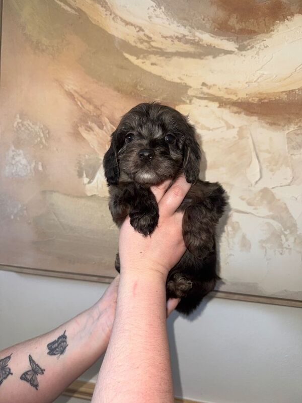 F1 Health tested cockapoos ⭐️ - Image 5 of 5