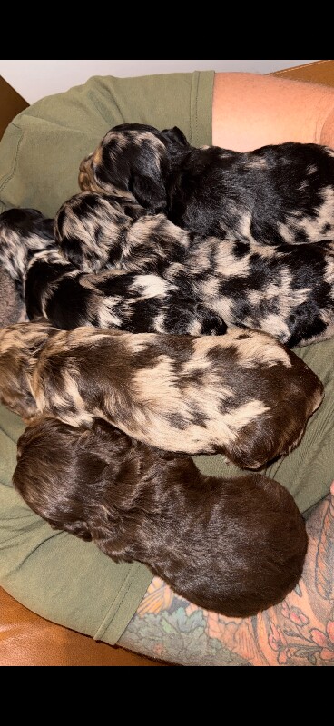 Cockapoo Puppies For Sale