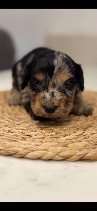 F1 merle cockapoo puppy’s - Image 2 of 5
