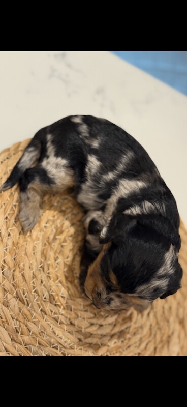 F1 merle cockapoo puppy’s - Image 3 of 5