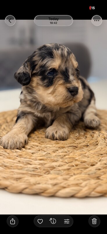 F1 merle cockapoo puppy’s - Image 4 of 5
