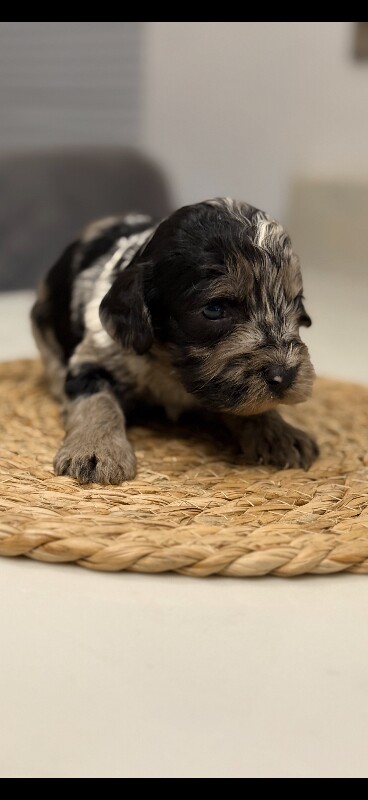 F1 merle cockapoo puppy’s - Image 5 of 5