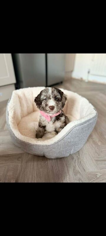 Cockapoo Puppies For Sale Under £1,000