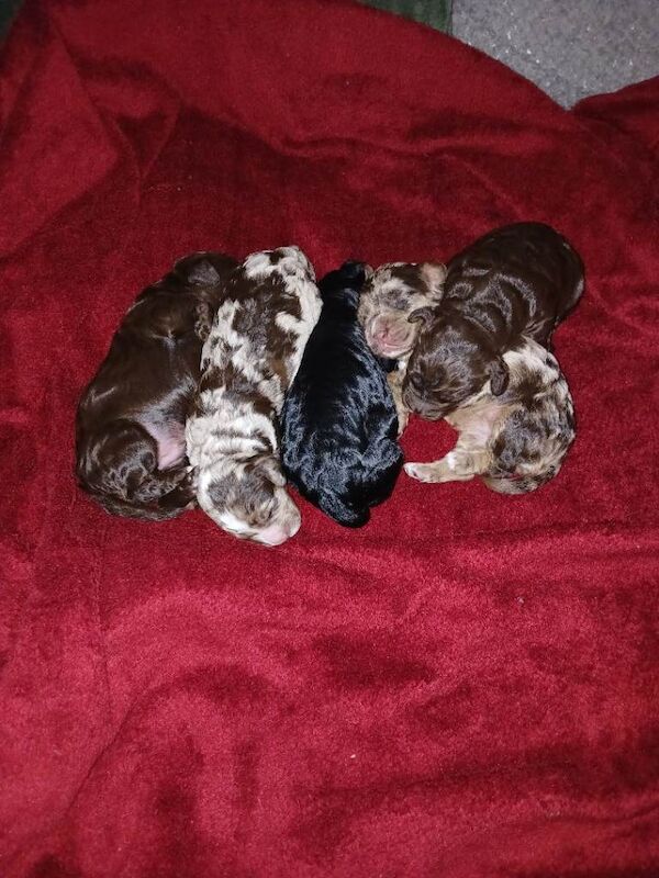 Cockapoo puppies for sale in Mansfield Woodhouse, Nottinghamshire – KC registered, 1 week old