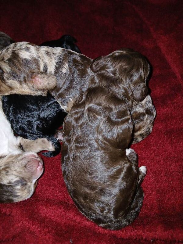 Cockapoo puppies for sale in Mansfield Woodhouse, Nottinghamshire – KC registered, 7 weeks old - Image 2 of 4